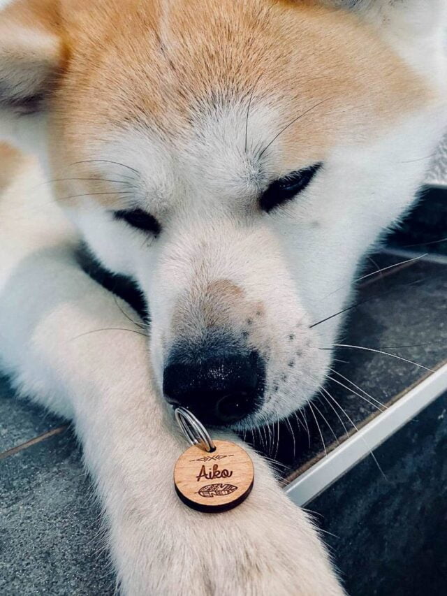 Médaille en bois pour chien personnalisable
