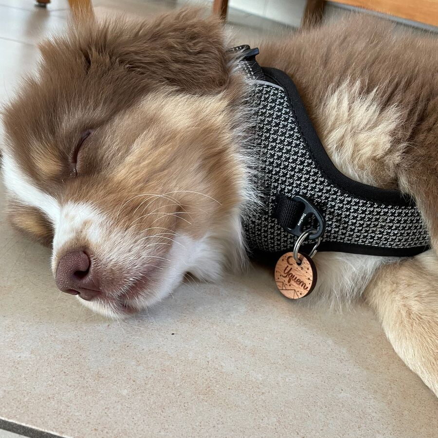 Medaglietta cane personalizzata con incisione gratuita cuore grande