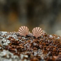 Clous-oreilles-en-bois-pecten-2 Clous d'oreilles en bois Moana